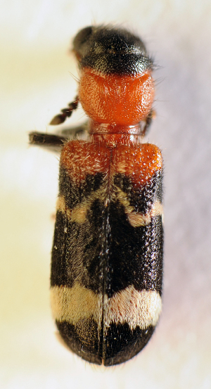  (Thanasimus formicarius - BC ZSM COL 00442)  @14 [ ] CreativeCommons - Attribution Non-Commercial Share-Alike (2010) SNSB, Zoologische Staatssammlung Muenchen SNSB, Zoologische Staatssammlung Muenchen