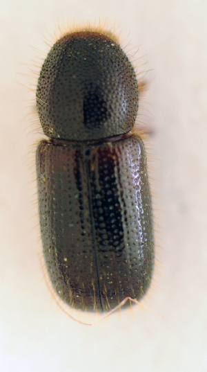  ( - BC ZSM COL 00447)  @12 [ ] CreativeCommons - Attribution Non-Commercial Share-Alike (2010) SNSB, Zoologische Staatssammlung Muenchen SNSB, Zoologische Staatssammlung Muenchen