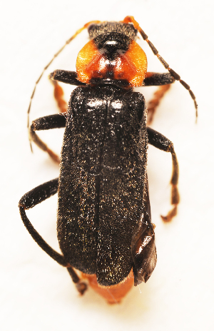  (Cantharis fusca - BC ZSM COL 00600)  @14 [ ] CreativeCommons - Attribution Non-Commercial Share-Alike (2010) SNSB, Zoologische Staatssammlung Muenchen SNSB, Zoologische Staatssammlung Muenchen