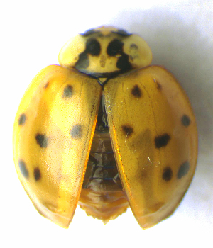  ( - BC ZSM COL 00660)  @13 [ ] CreativeCommons - Attribution Non-Commercial Share-Alike (2010) SNSB, Zoologische Staatssammlung Muenchen SNSB, Zoologische Staatssammlung Muenchen