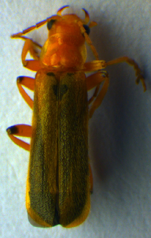  (Cantharis cryptica - BC ZSM COL 00682)  @13 [ ] CreativeCommons - Attribution Non-Commercial Share-Alike (2010) SNSB, Zoologische Staatssammlung Muenchen SNSB, Zoologische Staatssammlung Muenchen