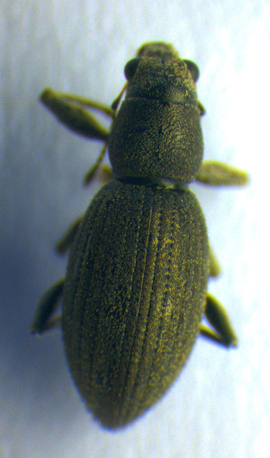  ( - BC ZSM COL 00694)  @11 [ ] CreativeCommons - Attribution Non-Commercial Share-Alike (2010) SNSB, Zoologische Staatssammlung Muenchen SNSB, Zoologische Staatssammlung Muenchen