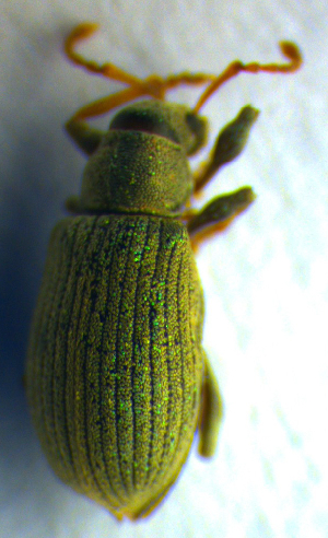  ( - BC ZSM COL 00695)  @12 [ ] CreativeCommons - Attribution Non-Commercial Share-Alike (2010) SNSB, Zoologische Staatssammlung Muenchen SNSB, Zoologische Staatssammlung Muenchen