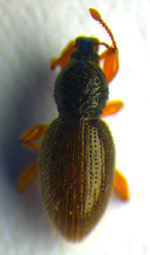  ( - BC ZSM COL 00704)  @12 [ ] CreativeCommons - Attribution Non-Commercial Share-Alike (2010) SNSB, Zoologische Staatssammlung Muenchen SNSB, Zoologische Staatssammlung Muenchen