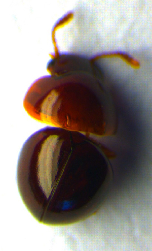  ( - BC ZSM COL 00734)  @12 [ ] CreativeCommons - Attribution Non-Commercial Share-Alike (2010) SNSB, Zoologische Staatssammlung Muenchen SNSB, Zoologische Staatssammlung Muenchen