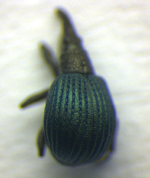  ( - BC ZSM COL 00831)  @12 [ ] CreativeCommons - Attribution Non-Commercial Share-Alike (2010) SNSB, Zoologische Staatssammlung Muenchen SNSB, Zoologische Staatssammlung Muenchen