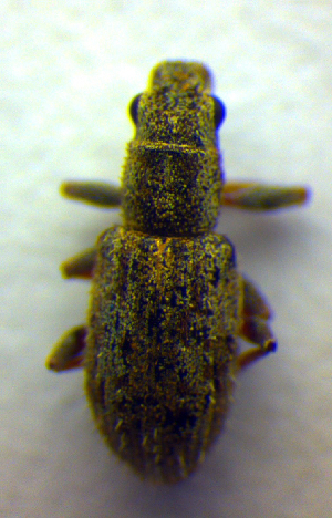  ( - BC ZSM COL 00842)  @11 [ ] CreativeCommons - Attribution Non-Commercial Share-Alike (2010) SNSB, Zoologische Staatssammlung Muenchen SNSB, Zoologische Staatssammlung Muenchen