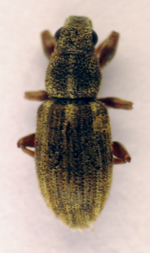  (Sitona languidus - BC ZSM COL 00843)  @13 [ ] CreativeCommons - Attribution Non-Commercial Share-Alike (2010) SNSB, Zoologische Staatssammlung Muenchen SNSB, Zoologische Staatssammlung Muenchen