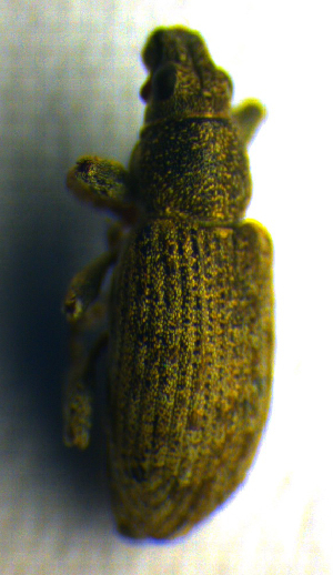  ( - BC ZSM COL 00977)  @12 [ ] CreativeCommons - Attribution Non-Commercial Share-Alike (2010) SNSB, Zoologische Staatssammlung Muenchen SNSB, Zoologische Staatssammlung Muenchen