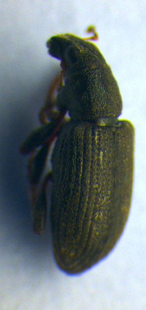  (Sitona puncticollis - BC ZSM COL 00978)  @11 [ ] CreativeCommons - Attribution Non-Commercial Share-Alike (2010) SNSB, Zoologische Staatssammlung Muenchen SNSB, Zoologische Staatssammlung Muenchen