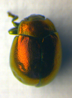  (Chrysolina varians - BC ZSM COL 00986)  @14 [ ] CreativeCommons - Attribution Non-Commercial Share-Alike (2010) SNSB, Zoologische Staatssammlung Muenchen SNSB, Zoologische Staatssammlung Muenchen