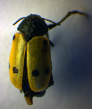  (Lachnaia sexpunctata - BC ZSM COL 01009)  @13 [ ] CreativeCommons - Attribution Non-Commercial Share-Alike (2010) SNSB, Zoologische Staatssammlung Muenchen SNSB, Zoologische Staatssammlung Muenchen