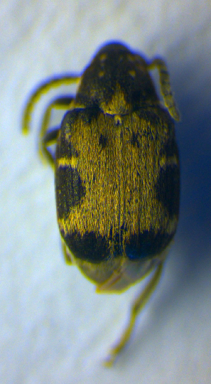  ( - BC ZSM COL 01033)  @11 [ ] CreativeCommons - Attribution Non-Commercial Share-Alike (2010) SNSB, Zoologische Staatssammlung Muenchen SNSB, Zoologische Staatssammlung Muenchen