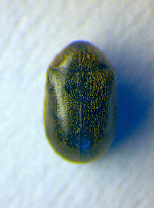  ( - BC ZSM COL 01039)  @12 [ ] CreativeCommons - Attribution Non-Commercial Share-Alike (2010) SNSB, Zoologische Staatssammlung Muenchen SNSB, Zoologische Staatssammlung Muenchen