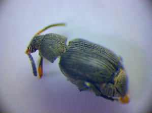  ( - BC ZSM COL 01337)  @13 [ ] CreativeCommons - Attribution Non-Commercial Share-Alike (2010) Stefan Schmidt SNSB, Zoologische Staatssammlung Muenchen
