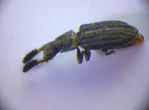  (Orthocerus clavicornis - BC ZSM COL 01406)  @14 [ ] CreativeCommons - Attribution Non-Commercial Share-Alike (2010) Stefan Schmidt SNSB, Zoologische Staatssammlung Muenchen