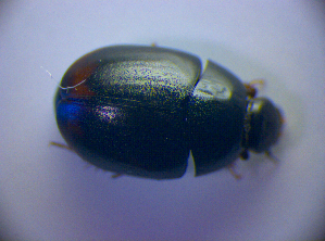  ( - BC ZSM COL 01432)  @12 [ ] CreativeCommons - Attribution Non-Commercial Share-Alike (2010) Stefan Schmidt SNSB, Zoologische Staatssammlung Muenchen