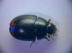  ( - BC ZSM COL 01433)  @12 [ ] CreativeCommons - Attribution Non-Commercial Share-Alike (2010) Stefan Schmidt SNSB, Zoologische Staatssammlung Muenchen
