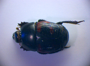  ( - BC ZSM COL 01473)  @11 [ ] CreativeCommons - Attribution Non-Commercial Share-Alike (2010) Stefan Schmidt SNSB, Zoologische Staatssammlung Muenchen
