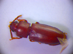  ( - BC ZSM COL 01564)  @12 [ ] CreativeCommons - Attribution Non-Commercial Share-Alike (2010) Stefan Schmidt SNSB, Zoologische Staatssammlung Muenchen