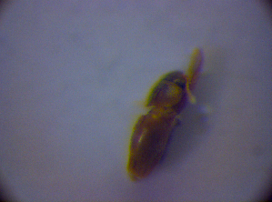  ( - BC ZSM COL 01608)  @11 [ ] CreativeCommons - Attribution Non-Commercial Share-Alike (2010) Stefan Schmidt SNSB, Zoologische Staatssammlung Muenchen