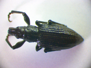  (Charagmus griseus - BC ZSM COL 01623)  @13 [ ] CreativeCommons - Attribution Non-Commercial Share-Alike (2010) Stefan Schmidt SNSB, Zoologische Staatssammlung Muenchen