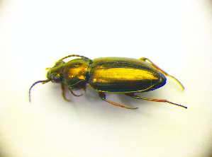  (Bembidion pygmaeum - BC ZSM COL 01701)  @13 [ ] CreativeCommons - Attribution Non-Commercial Share-Alike (2010) Stefan Schmidt SNSB, Zoologische Staatssammlung Muenchen