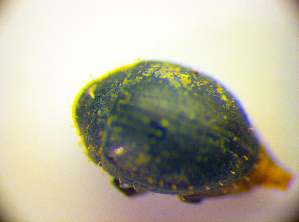  (Chaetophora spinosa - BC ZSM COL 01717)  @12 [ ] CreativeCommons - Attribution Non-Commercial Share-Alike (2010) Stefan Schmidt SNSB, Zoologische Staatssammlung Muenchen