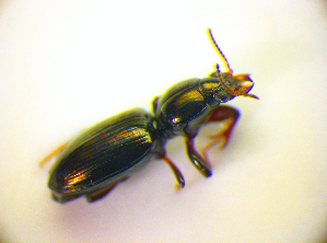  (Dyschirius agnathus - BC ZSM COL 01746)  @12 [ ] CreativeCommons - Attribution Non-Commercial Share-Alike (2010) Stefan Schmidt SNSB, Zoologische Staatssammlung Muenchen