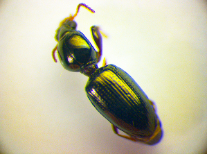  ( - BC ZSM COL 01765)  @12 [ ] CreativeCommons - Attribution Non-Commercial Share-Alike (2010) Stefan Schmidt SNSB, Zoologische Staatssammlung Muenchen