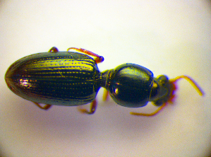  ( - BC ZSM COL 01766)  @12 [ ] CreativeCommons - Attribution Non-Commercial Share-Alike (2010) Stefan Schmidt SNSB, Zoologische Staatssammlung Muenchen