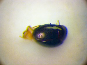  ( - BC ZSM COL 01832)  @11 [ ] CreativeCommons - Attribution Non-Commercial Share-Alike (2010) Stefan Schmidt SNSB, Zoologische Staatssammlung Muenchen