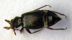 (Geodromicus suturalis - BC ZSM COLA 00097)  @13 [ ] CreativeCommons - Attribution Non-Commercial Share-Alike (2010) SNSB, Zoologische Staatssammlung Muenchen SNSB, Zoologische Staatssammlung Muenchen