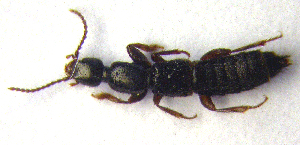  ( - BC ZSM COLA 00110)  @12 [ ] CreativeCommons - Attribution Non-Commercial Share-Alike (2010) SNSB, Zoologische Staatssammlung Muenchen SNSB, Zoologische Staatssammlung Muenchen