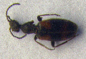  ( - BC ZSM COLA 00114)  @11 [ ] CreativeCommons - Attribution Non-Commercial Share-Alike (2010) SNSB, Zoologische Staatssammlung Muenchen SNSB, Zoologische Staatssammlung Muenchen