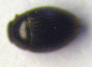  ( - BC ZSM COLA 00117)  @11 [ ] CreativeCommons - Attribution Non-Commercial Share-Alike (2010) SNSB, Zoologische Staatssammlung Muenchen SNSB, Zoologische Staatssammlung Muenchen
