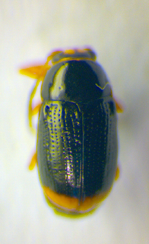  (Cryptocephalus chrysopus - BC ZSM COL 01162)  @11 [ ] CreativeCommons - Attribution Non-Commercial Share-Alike (2010) Stefan Schmidt SNSB, Zoologische Staatssammlung Muenchen