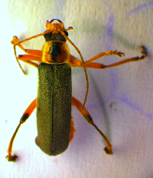  (Cantharis nigricans - BC ZSM COL 01175)  @12 [ ] CreativeCommons - Attribution Non-Commercial Share-Alike (2010) Stefan Schmidt SNSB, Zoologische Staatssammlung Muenchen