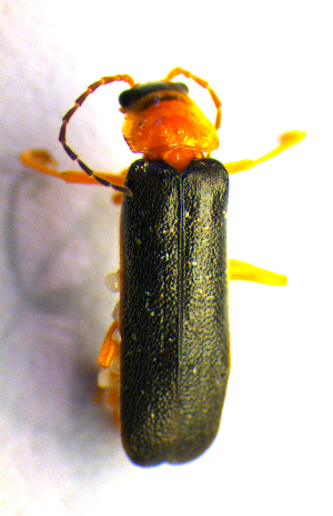  (Cantharis thoracica - BC ZSM COL 01956)  @12 [ ] CreativeCommons - Attribution Non-Commercial Share-Alike (2010) Stefan Schmidt SNSB, Zoologische Staatssammlung Muenchen