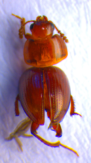  (Leiodes bicolor - BC ZSM COL 02241)  @12 [ ] CreativeCommons - Attribution Non-Commercial Share-Alike (2010) Stefan Schmidt SNSB, Zoologische Staatssammlung Muenchen