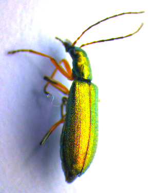  (Chrysanthia geniculata - BC ZSM COL 02333)  @13 [ ] CreativeCommons - Attribution Non-Commercial Share-Alike (2010) Axel Hausmann SNSB, Zoologische Staatssammlung Muenchen