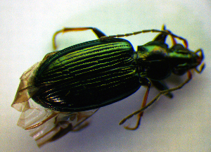  (Bembidion tibiale - BCZSM_COL_WL_0004)  @13 [ ] CreativeCommons - Attribution Non-Commercial Share-Alike (2010) Stefan Schmidt SNSB, Zoologische Staatssammlung Muenchen