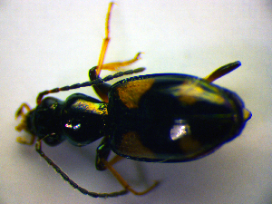  ( - BCZSM_COL_WL_0009)  @11 [ ] CreativeCommons - Attribution Non-Commercial Share-Alike (2010) Stefan Schmidt SNSB, Zoologische Staatssammlung Muenchen