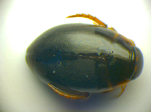  ( - BC ZSM COLA 00681)  @11 [ ] CreativeCommons - Attribution Non-Commercial Share-Alike (2010) SNSB, Zoologische Staatssammlung Muenchen SNSB, Zoologische Staatssammlung Muenchen