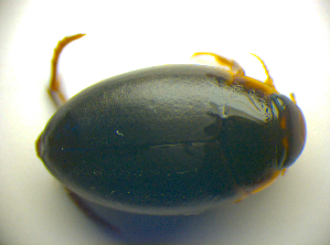  ( - BC ZSM COLA 00682)  @11 [ ] CreativeCommons - Attribution Non-Commercial Share-Alike (2010) SNSB, Zoologische Staatssammlung Muenchen SNSB, Zoologische Staatssammlung Muenchen