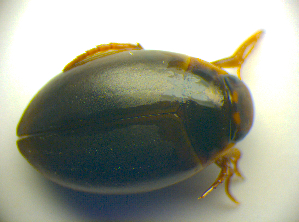  ( - BC ZSM COLA 00683)  @11 [ ] CreativeCommons - Attribution Non-Commercial Share-Alike (2010) SNSB, Zoologische Staatssammlung Muenchen SNSB, Zoologische Staatssammlung Muenchen