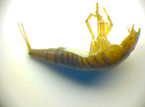  ( - BC ZSM COLA 00739)  @11 [ ] CreativeCommons - Attribution Non-Commercial Share-Alike (2010) SNSB, Zoologische Staatssammlung Muenchen SNSB, Zoologische Staatssammlung Muenchen