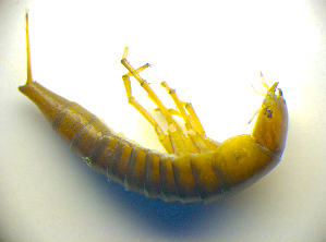  ( - BC ZSM COLA 00740)  @11 [ ] CreativeCommons - Attribution Non-Commercial Share-Alike (2010) SNSB, Zoologische Staatssammlung Muenchen SNSB, Zoologische Staatssammlung Muenchen