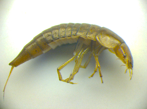  ( - BC ZSM COLA 00741)  @11 [ ] CreativeCommons - Attribution Non-Commercial Share-Alike (2010) SNSB, Zoologische Staatssammlung Muenchen SNSB, Zoologische Staatssammlung Muenchen