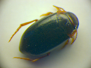 ( - BC ZSM COLA 00752)  @13 [ ] CreativeCommons - Attribution Non-Commercial Share-Alike (2010) SNSB, Zoologische Staatssammlung Muenchen SNSB, Zoologische Staatssammlung Muenchen